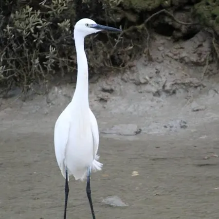 Renove Avec Jardin Prive, Proche De La Baule Et Guerande, Ideal Pour 4 Personnes. - Fr-1-306-1163 Vakantiehuis