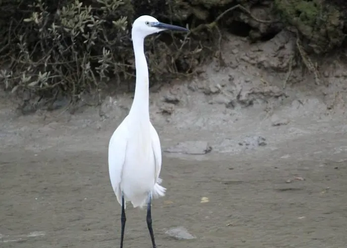 Rénové Avec Jardin Privé, Proche De La Baule Et Guérande, Idéal Pour 4 Personnes. - Fr-1-306-1163 Hébergement de vacances