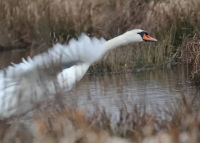 Rénové Avec Jardin Privé, Proche De La Baule Et Guérande, Idéal Pour 4 Personnes. - Fr-1-306-1163 Saint-Lyphard
